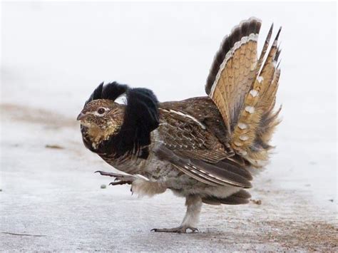 Ruffled grouse - this is a male display | Grouse, Birds, Ornithology