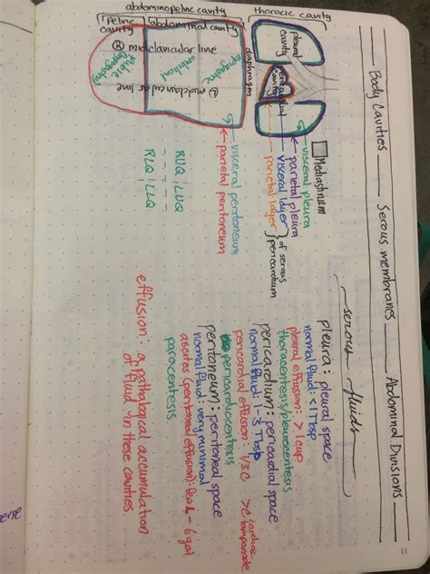 Body cavities, serous membranes, abdominal divisions | Serous membrane, Biology notes, Sketch notes