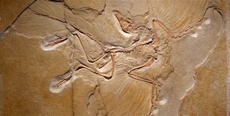 Feather Flop 1 – Archaeopteryx Feather – Creation Fact File