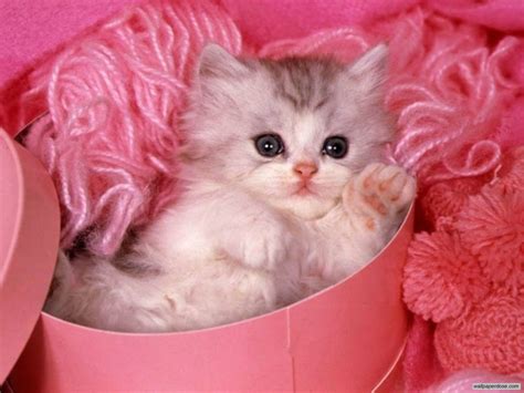 Kitten pretty in pink! - Cats Wallpaper (36711758) - Fanpop