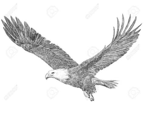 15+ Eagle Flying Drawing | Zeichnung, Adler, Tattoo ideen