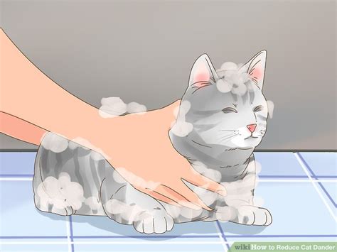 4 Ways to Reduce Cat Dander - wikiHow