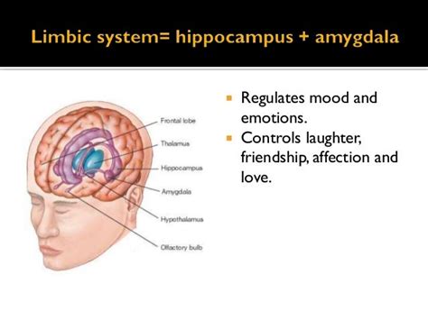 Laughter and the brain