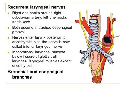 Recurrent Laryngeal Nerve ... ( Note : Left recurrent N. has relation ...