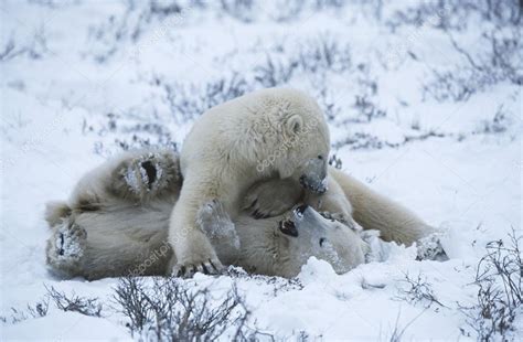 Polar bear cubs playing in snow Stock Photo by ©londondeposit 33897567