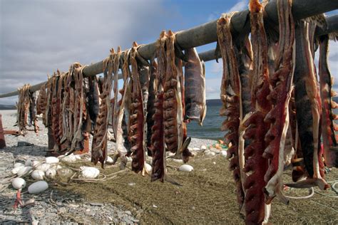 What is the Inuit Diet, and What Can it Teach Us? - Dr. Robert Kiltz