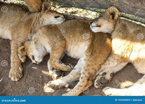 Lion cubs stock photo. Image of nature, africa, lioness - 165336684