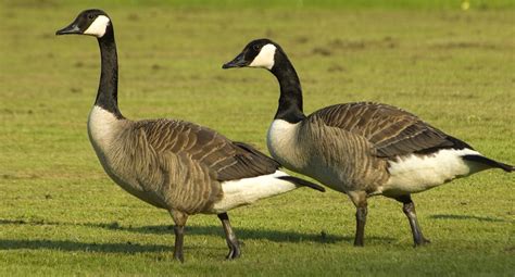 Canadian Geese | Atlanta Bird Control