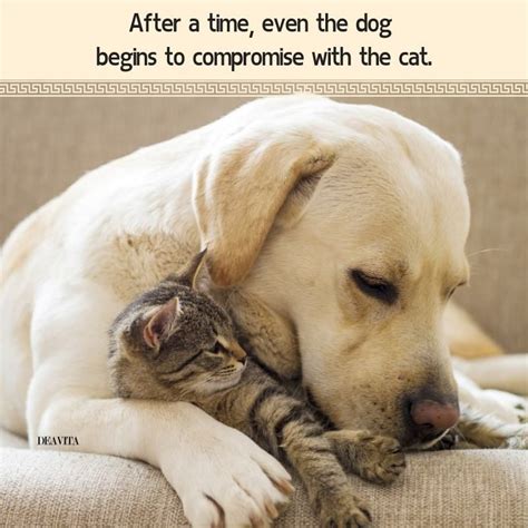 A Quote About Cats And Dogs