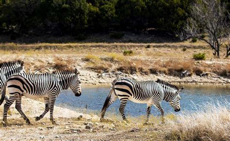 Fossil Rim Wildlife Center - Texas Kids Adventures