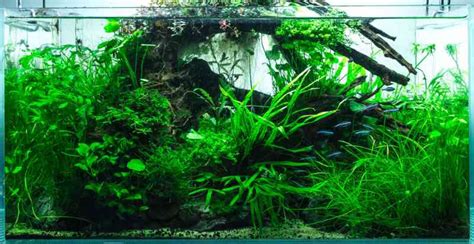 The best plants & bulbs for betta fish - Bettaboxx