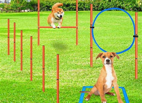 Running the Course: A Guide to Dog Agility Equipment