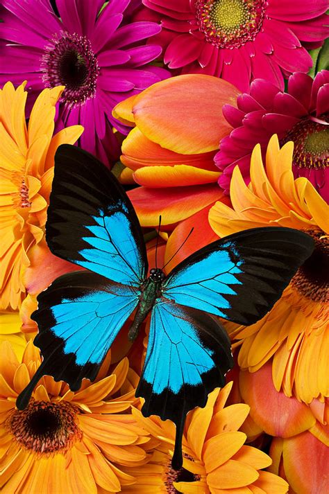 Blue Butterfly On Brightly Colored Flowers Photograph by Garry Gay