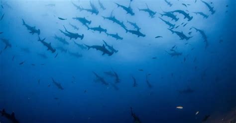 Hammerhead Shark Behavior - AnimalBehaviorCorner