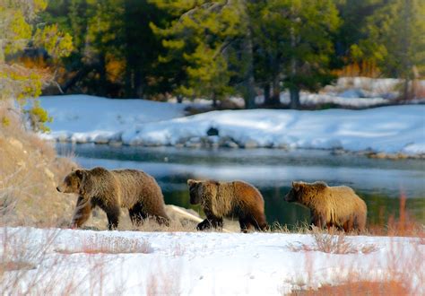 Wildlife Archives - Grand Teton National Park Foundation