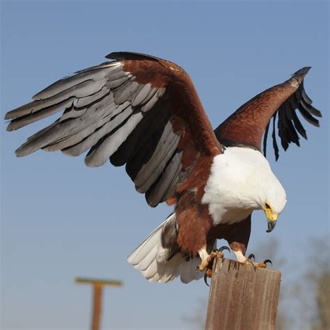 サンショクウミワシ African Fish Eagle, African Sea Eagle (Haliaeetus vocifer) | Birds of prey, Bird, Eagle