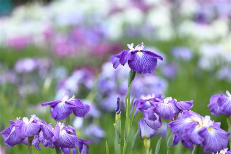 Download Purple Flower Flower Macro Nature Iris 4k Ultra HD Wallpaper