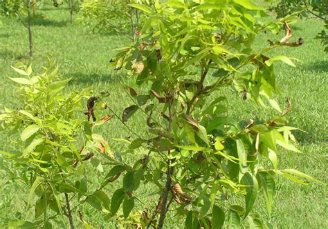 Pecan | Diseases and Pests, Description, Uses, Propagation