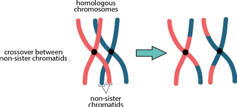 Fajarv: Prophase 1 Crossing Over