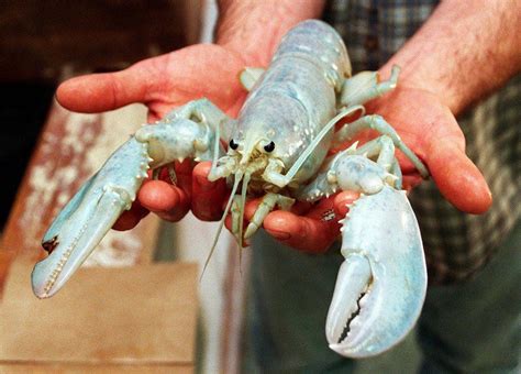 After catching a rare albino lobster, a Maine fisherman catches a rare bright orange lobster ...