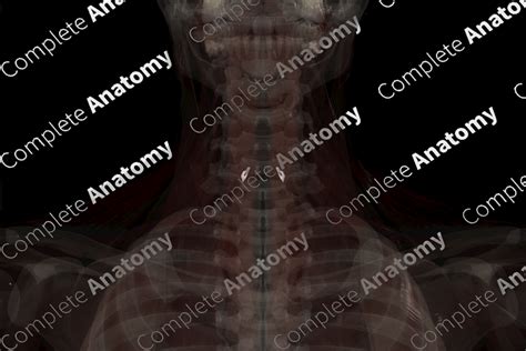 Cricothyroid Joint | Complete Anatomy