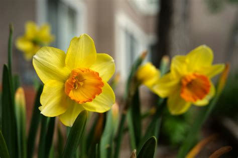 Yellow Daffodils in Bloom · Free Stock Photo