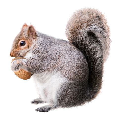 Squirrel PNG transparent image download, size: 1158x1236px