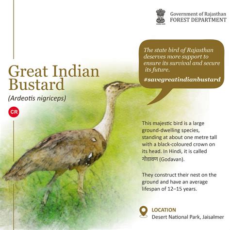 Rajasthan Forest Department on Twitter: "The state bird of Rajasthan deserves more support to ...