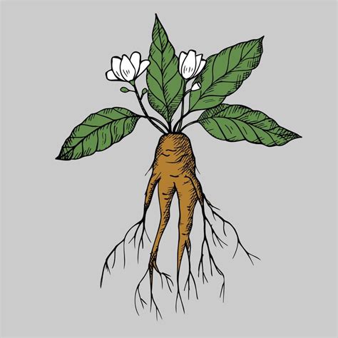 Mandrake. Hand drawn illustration of mandrake plant branch with root and flower. Magic plant ...