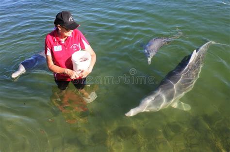 Local Volunteer Feeding Australian Humpback Dolphins Queensland Australia Editorial Stock Photo ...