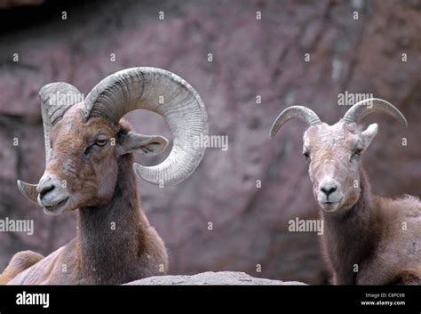 DESERT BIGHORN SHEEP (Ovis canadensis nelsoni) ram (male) and ewe (female), southern Arizona ...