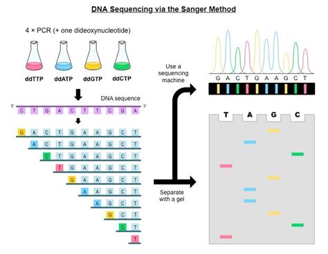 DNA Sequencing via the Sanger Method - The Genome Education