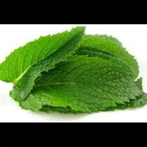 Jual Daun Mint Jakarta | Sumber Pangan Sejahtera