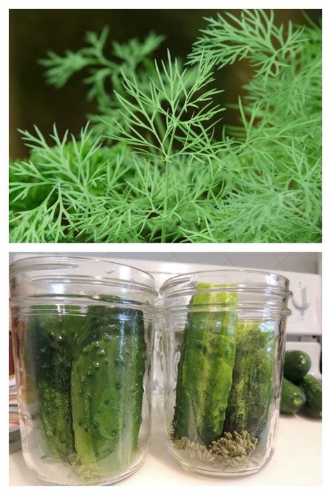 Growing Dill - Planting, Storing and Harvesting Dill Weed