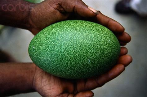 cassowary egg | Dogs and other creatures :) | Pinterest | Animals and pets, Nature and ...