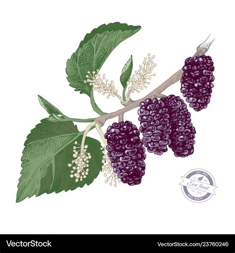 Hand drawn mulberry branch Royalty Free Vector Image