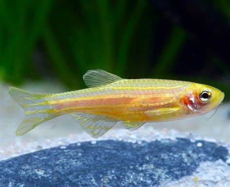 Danio - Golden Zebra Danio Longfin - Arizona Aquatic Gardens