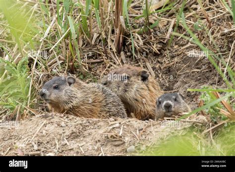 Groundhog (Marmota) or woodchuck. Adult and one young watching at the entrance of the den. monax ...