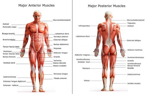 Muscle Names Labeled / 11 4 Identify The Skeletal Muscles And Give ...