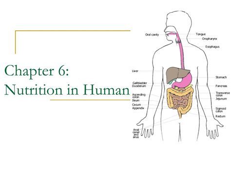 PPT - Chapter 6: Nutrition in Humans PowerPoint Presentation, free download - ID:649286