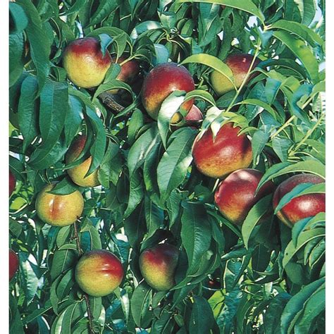 3.4-Gallon Nectarine Tree (L10424) at Lowes.com