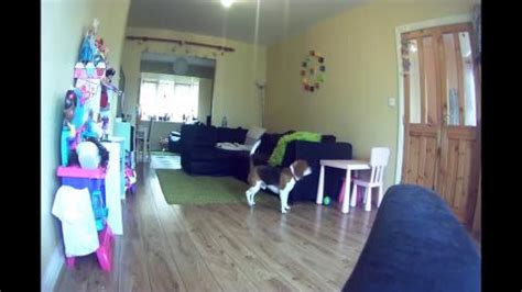 Left Dog Home Alone and Recorded WHAT HE DID by Hidden Camera ...