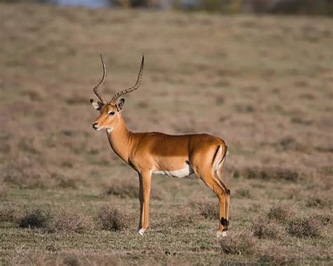 Impala - Facts, Diet, Habitat & Pictures on Animalia.bio