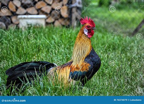 Golden Phoenix Rooster on the Traditional Rural Farmyard Stock Image - Image of gallus, crowing ...