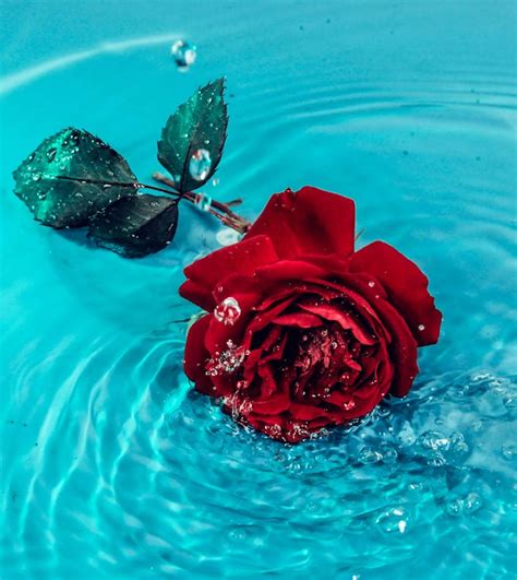 Red Rose Flower on Body of Water · Free Stock Photo