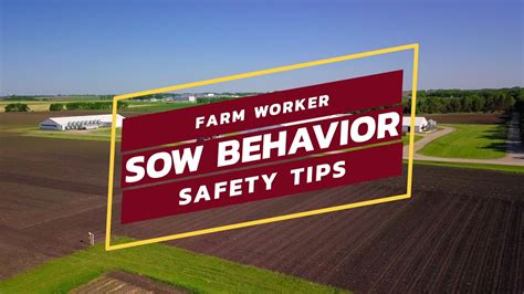 Farm Worker Sow Behavior Safety Tips - YouTube