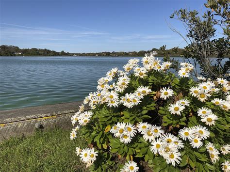 Ask the Gardener: With this daisy, you can't fight city loll