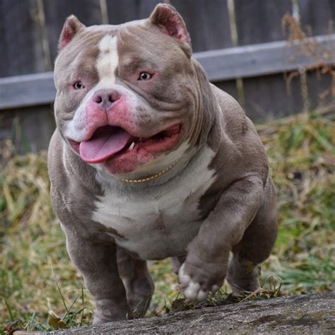 POCKET BULLY KENNEL VENOMLINE: NEWS, AVAILABLE PUPPIES FOR SALE & UPCOMING BREEDINGS | Pocket ...