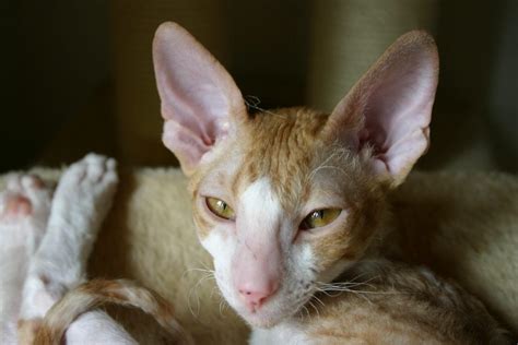 5 Of The Weirdest And Ugliest Cat Breeds From Around The World