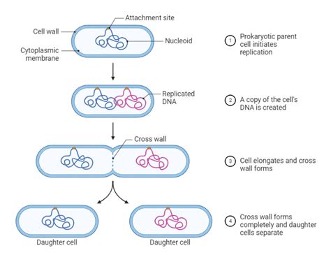 Reproduction Method of Bacteria | Binary Fission | Conjugation | Transformation | Transduction